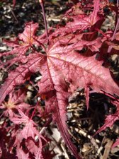 Reticulatum purple 78.JPG