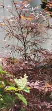 20200730_094019.jpg