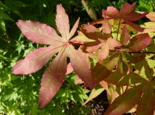 Westonbirt orange 85.JPG