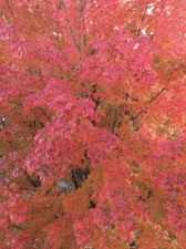 C321747C-E26A-420A-924A-130D905759F6.png