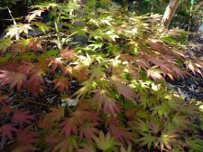 Westonbirt spreading star 92.JPG