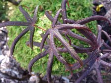 Starfish 92.JPG