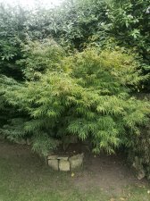 IMG_20200805_094102.jpg