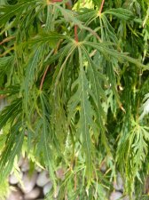 Green dissectum 94.JPG