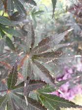 20200806_171657.jpg