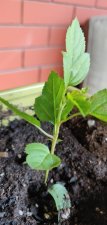 IMG_20200808_121301.jpg