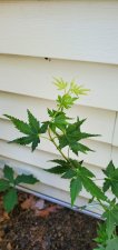 20200809_102649.jpg