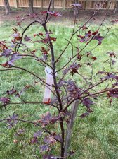 IMG_1987.jpg