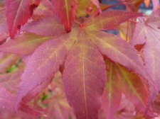 Atropurpureum 102.JPG