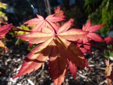 Coral magic 104.JPG