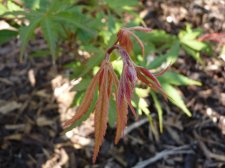 Westonbirt red 104.JPG