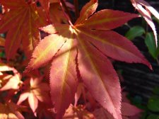 Atropurpureum 105.JPG