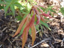 Westonbirt red 105.JPG