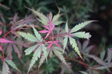 42146D7A-2FD5-4692-BDC9-4D626C509B99.jpeg