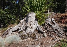 Old Arbutus stump.jpg
