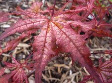 Reticulatum purple 107.JPG