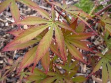 Oshu shidare 106.JPG