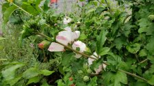 Hibiscus-syriacus_HarwoodCardero_Cutler_20200811_142115.jpg