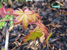 Coral magic 109.JPG