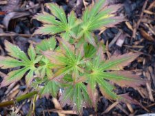 Little Snowflake 109.JPG