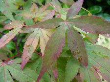 Westonbirt orange 109.JPG