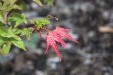 A4552E48-1C8C-4CAE-B60F-1835103C2576.jpeg