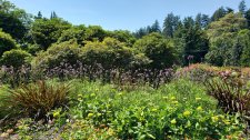 Verbena-bonariensis_StanleyParkRoseGarden_Cutler_20200814_135756.jpg