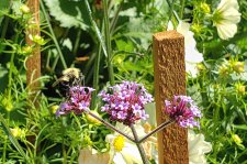 Verbena-bonariensis_StanleyParkRoseGarden_Cutler_20200814_140256.jpg
