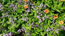 Lantana-montevidensis_StanleyParkRoseGarden_Cutler_20200814_135927.jpg