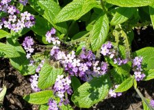 Lantana-montevidensis_StanleyParkRoseGarden_Cutler_20200814_135937.jpg