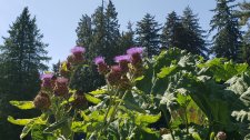 Cynara-cardunculus_StanleyParkRoseGarden_Cutler_20200814_143123.jpg