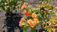 RosaEasyDoesIt_StanleyParkRoseGarden_Cutler_20200814_135237.jpg