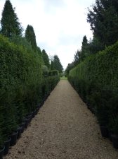 Ickworth house  (13).JPG