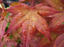 Atropurpureum 110.JPG