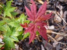 Ruby stars 110.JPG