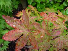 Westonbirt orange 110.JPG