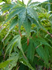 Going green 111.JPG