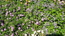 Lantana-Heliotrope_StanleyPark_RoseGarden_Cutler_20200818_151812.jpg