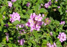 Lantana-montevidensis_StanleyPark-RoseGarden_Cutler_20200818_150419.jpg