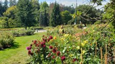 Dahlias_StanleyPark-RoseGarden_Cutler_20200818_150312.jpg