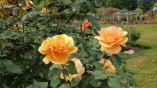 RosaAboutFace_StanleyPark-RoseGarden_Cutler_20200819_150638.jpg