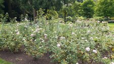 RosaLaPetitePrince_StanleyPark-RoseGarden_Cutler_20200819_150802.jpg