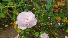 RosaLaPetitePrince_StanleyPark-RoseGarden_Cutler_20200819_151010.jpg