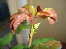 1st bud.JPG