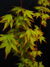 maple 052.jpg