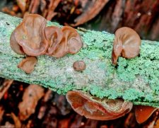 fungus062306.jpg
