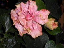 doublepink2.jpg