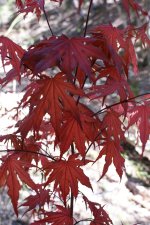 DSC00687.JPG
