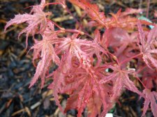 Reticulatum purple 115.JPG