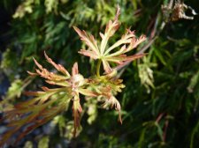 Green dissectum 116.JPG